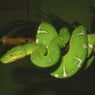 bulbizar