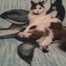 chaton51100