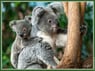 koala5252