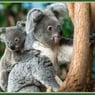 koala5252
