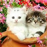 tendresse39