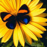 MAMYNA2009