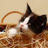 cachou55