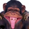 mrbul