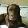 aglouaglou