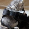 BBCCatWoman