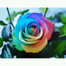 petitefleur11