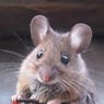 souris89