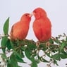 Cerise62