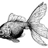 dede123