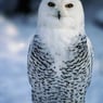 Schneeeule52