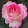 melusine6178