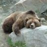 grizzli