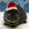 lapine79120