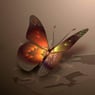 papillons17