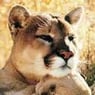 puma59