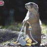 marmotte10