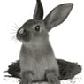frisou1