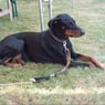 dobermann