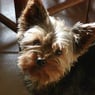 titou4529