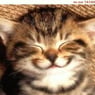 Miaou81