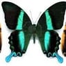 libellule661