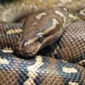 snakemann