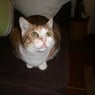 bohdan27