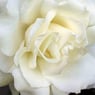 marie643