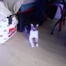 Jadinou8