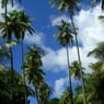 caribbeansea