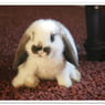 chipie00