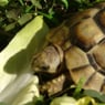 tortuemarie