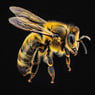 Abeilles11