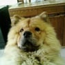 caly08