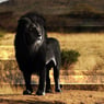 lionne12