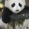 panda1985