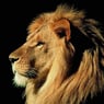 lions000