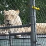 lionne25
