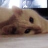mutshoot