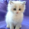 babou29