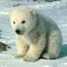 nounours09