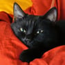 chatnoir2