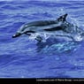 aud0506
