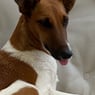 MOUPETTE