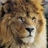 lion88