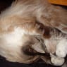 bublechats