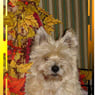 manoli