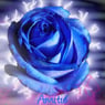 rose62480
