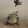crocosced